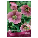 Луковичные цветы Поиск Морозник, 1 шт (kastd)