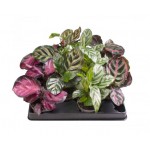 Калатея микс, d 6 h 7-15 см (kastd)