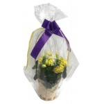 Цикламен живой букет в корзине, h 30 см (kastd) Цикламен живой букет в корзине, h 30 см (kastd)