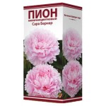 Луковичные цветы Поиск Пион травянистый, 1 шт (kastd)