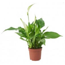 Спатифиллум, d 9 h 30 см (kastd) в магазинах Ашан
