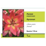 Луковичные цветы Поиск Лилия, 1 шт (kastd)