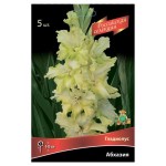 Луковичные цветы Поиск Гладиолус, 3 шт (kastd)