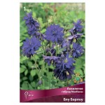 Луковичные цветы Поиск Многолетник микс, 1 шт (kastd)