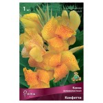 Луковичные цветы Поиск Канна клубень микс, 1 шт (kastd)