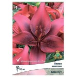 Луковичные цветы Поиск Лилия микс, 1 шт (kastd)