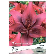 Луковичные цветы Поиск Лилия микс, 1 шт (kastd) в магазинах Ашан