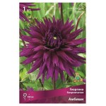 Луковичные цветы Поиск Георгина, 1 шт (kastd)