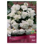 Луковичные цветы Поиск, 2 шт (kastd)