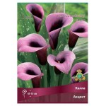 Луковичные цветы Поиск Калла луковица, 1 шт (kastd)