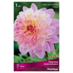 Луковичные цветы Поиск Георгина, 1 шт (kastd)