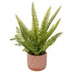Папоротник Вещицы в керамическом горшке, 38 см (kastd)