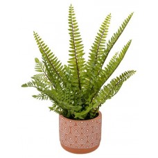 Папоротник Вещицы в керамическом горшке, 38 см (kastd) в магазинах Ашан