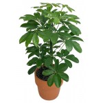 Шеффлера, d 7 h 20 см (kastd)