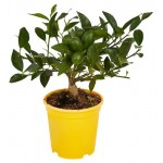 Цитрус микс, d 15 h 40 см (kastd)