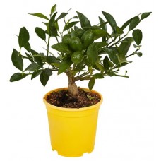 Цитрус микс, d 15 h 40 см (kastd) в магазинах Ашан