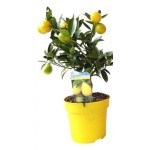 Цитрусовый микс, d 12 h 30 см (kastd)