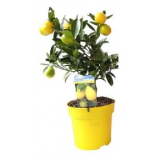 Цитрусовый микс, d 12 h 30 см (kastd) в магазинах Ашан