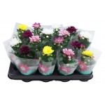 Хризантема Сплэш, d 14 h 27 см (kastd)