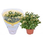 Хризантема Инь-Ян, d 12 h 25 см (kastd)