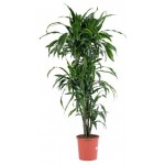 Драцена маргината микс, d 21 h 105 см (kastd)