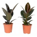 Фикус эластика микс, d 12 h 30 см (kastd)