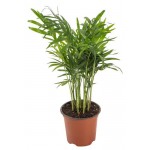 Хамедорея, d 9 h 30 см (kastd)