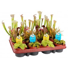 Насекомоядное растение, d 9 h 10 см (kastd) в магазинах Ашан