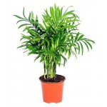 Хамедорея Элеганс, d 9 h 30 см (kastd)