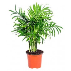Хамедорея Элеганс, d 9 h 30 см (kastd) в магазинах Ашан
