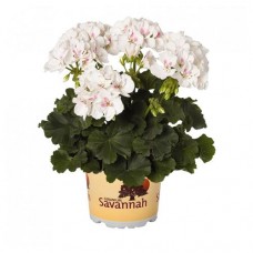 Пеларгония зональная, d 15 h 35 см (kastd) в магазинах Ашан