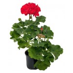 Пеларгония микс, d 12 см (kastd)