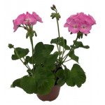 Пеларгония Зональная, d 12 см (kastd)