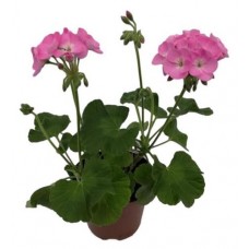 Пеларгония Зональная, d 12 см (kastd) в магазинах Ашан