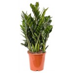 Замиокулькас, d 21 h 80 см (kastd)