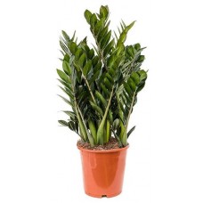 Замиокулькас, d 21 h 80 см (kastd) в магазинах Ашан