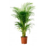 Хризалидокарпус Арека, d 21 h 100 см (kastd)