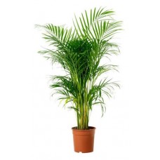 Хризалидокарпус Арека, d 21 h 100 см (kastd) в магазинах Ашан