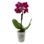 Орхидея Фаленопсис микро, d 6 h 17 см (kastd)