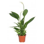 Спатифиллум Алана, d 12 h 45 см (kastd)