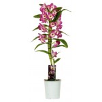 Орхидея Дендробиум Нобиле 1 стебель, d 12 h 50 см (kastd)