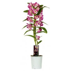 Орхидея Дендробиум Нобиле 1 стебель, d 12 h 50 см (kastd) в магазинах Ашан