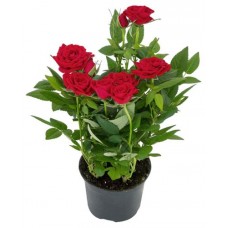 Роза мини, d 7 h 15 см (kastd) в магазинах Ашан