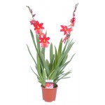 Орхидея Камбрия, 1 стебель, d 12 h 45 см (kastd)