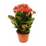 Каланхоэ Ти Сенто, d 12 h 30 см (kastd)