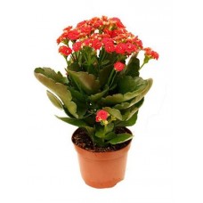 Каланхоэ Ти Сенто, d 12 h 30 см (kastd) в магазинах Ашан