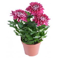 Хризантема Зембла, d 13 h 30 см (kastd) в магазинах Ашан