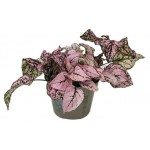 Гипоэстес d 8,5 h 10 см, 1 шт (kastd)