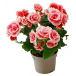 Бегония Элатиор, d 15 h 35 см (kastd) Бегония Элатиор, d 15 h 35 см (kastd)