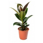 Фикус Цветы московского Эластика София, d 9 x h 25 см (kastd)